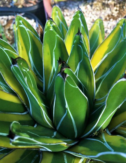 Agave victoria-reginae var. variegata | The Cactus King